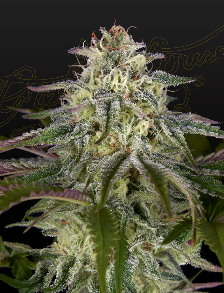 a cannabis plant grown by GH Cheese x Lemon Wookie Glue sees by green house company