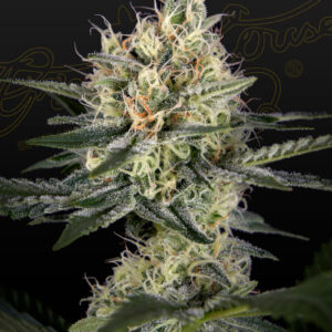 a cannabis plant grown from GH Cheese x Pineapple x Chemdog seeds by green house company