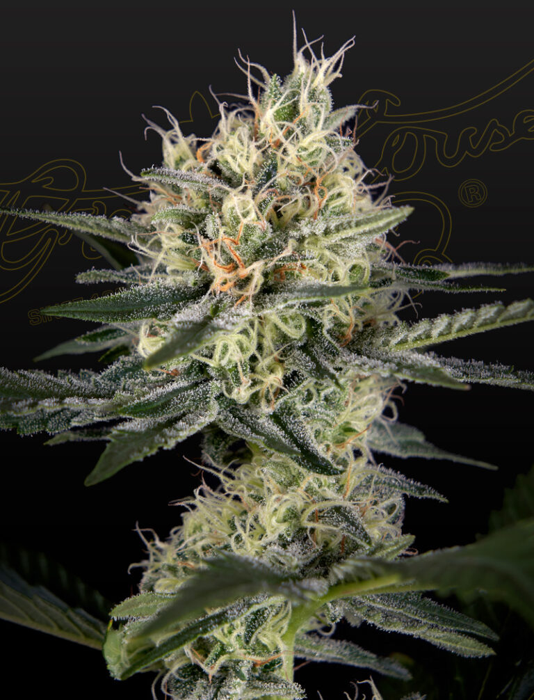 a cannabis plant grown from GH Cheese x Pineapple x Chemdog seeds by green house company