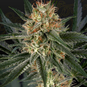 a cannabis plant grown from GH Cheese x Sour Banana seeds by green house company