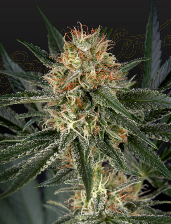 a cannabis plant grown from GH Cheese x Sour Banana seeds by green house company