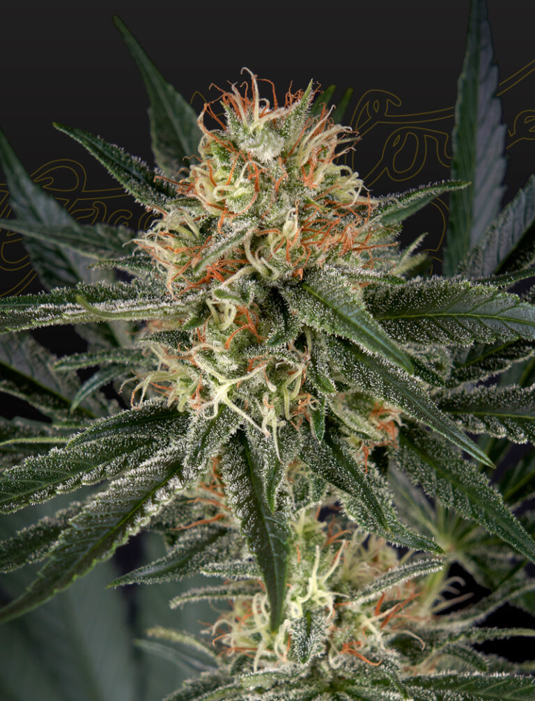 a cannabis plant grown from GH Cheese x Sour Banana seeds by green house company