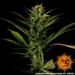 GLUE GELATO AUTO - Image 2