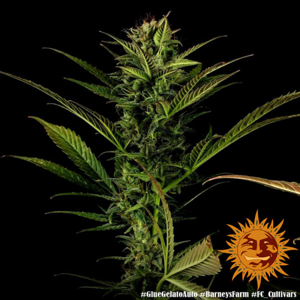 GLUE GELATO AUTO - Image 2