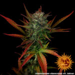 GLUE GELATO AUTO - Image 3