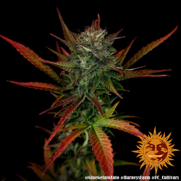 GLUE GELATO AUTO - Image 3