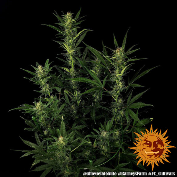 GLUE GELATO AUTO - Image 4
