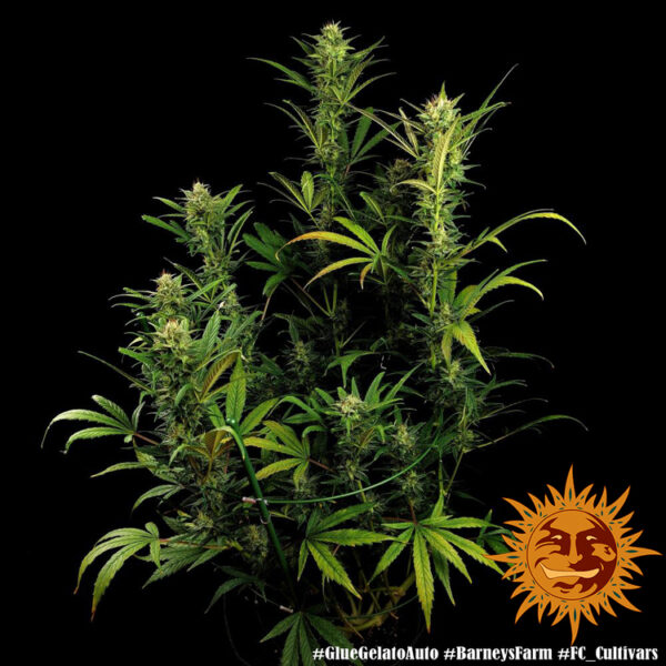 GLUE GELATO AUTO - Image 5