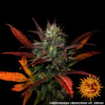 GLUE GELATO AUTO - Image 6