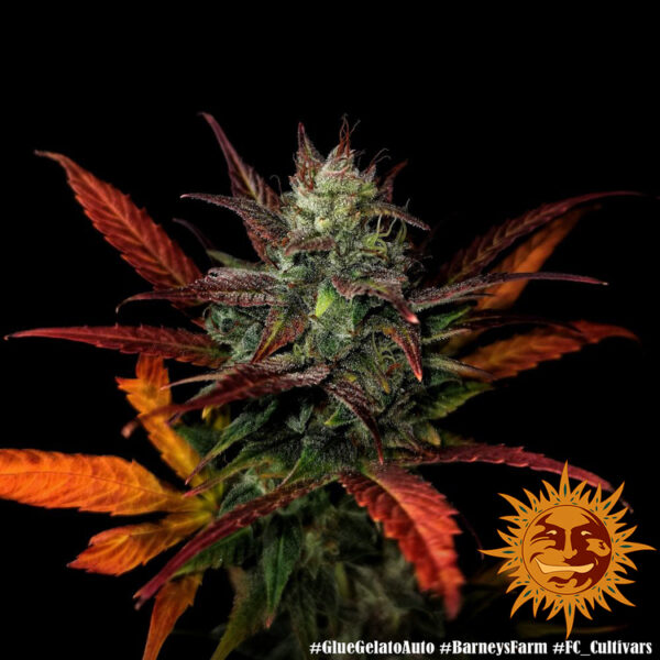 GLUE GELATO AUTO - Image 6