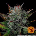 GLUE GELATO AUTO - Image 7