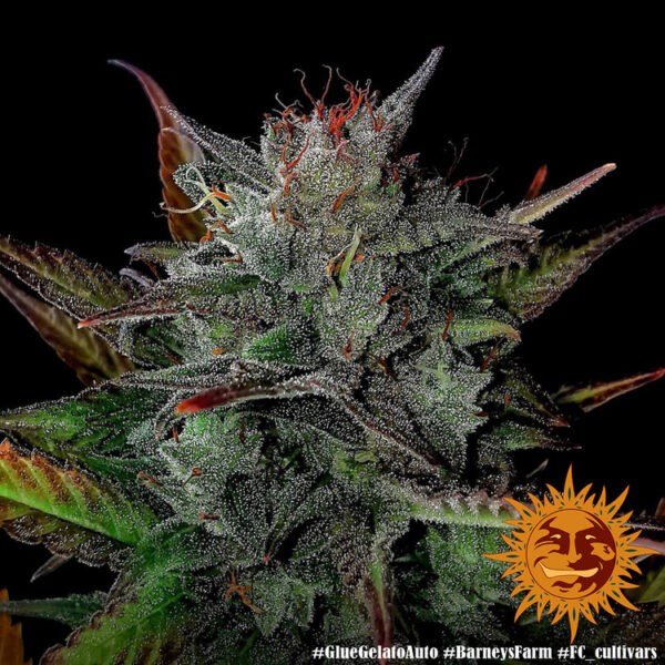 GLUE GELATO AUTO - Image 7