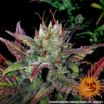GLUE GELATO AUTO - Image 8