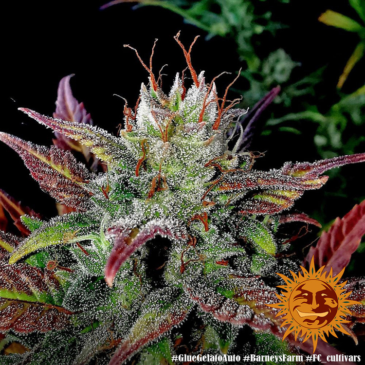 A lush, majestic, and beautiful cannabis plant full of buds, grown from Glue Gelato Auto seeds cultivated by Barney's Farm Company.
