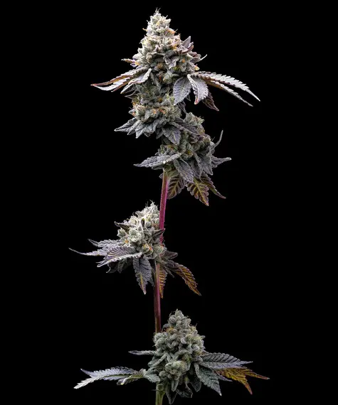 A cannabis plant grown from GMO Cookies seeds by Barney's Farm, showcasing dense, resin-rich buds with deep coloration and a thick trichome coating.