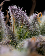 GMO COOKIES - Image 2