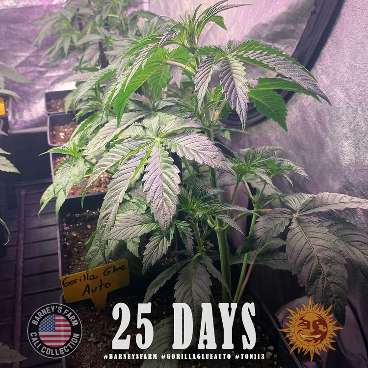 A lush, majestic, and beautiful cannabis plant full of buds, grown from Gorilla Glue Auto seeds cultivated by Barney's Farm Company.