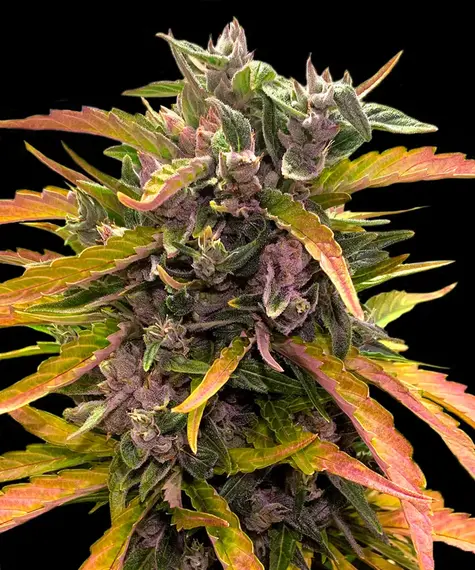 A lush, majestic, and beautiful cannabis plant full of buds, grown from Gorilla Glue Auto seeds cultivated by Barney's Farm Company.