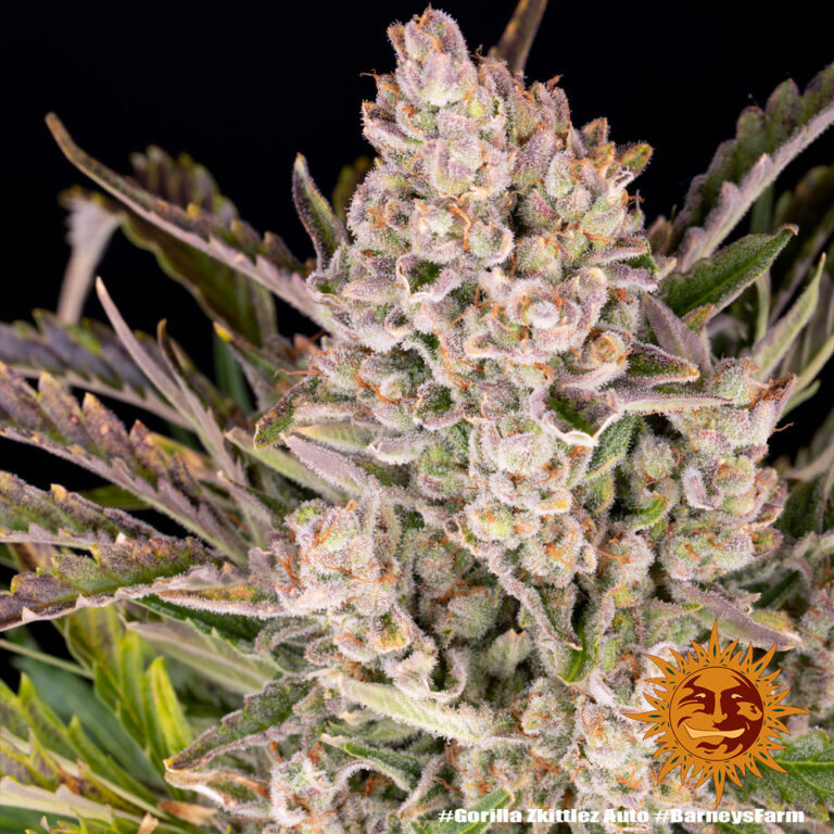 A lush, majestic, and beautiful cannabis plant full of buds, grown from Gorilla Zkittlez Auto seeds cultivated by Barney's Farm Company.