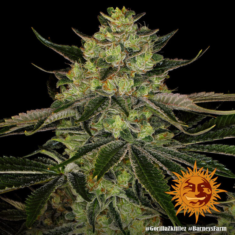 A cannabis plant grown from Gorilla Zkittlez seeds by Barney's Farm Company.