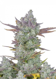 Gorilla Cookies Auto cannabis plant with dense, icy buds dripping in trichomes, exuding a bold mix of diesel and cookie-like aromas in a compact, hybrid structure.