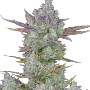 Gorilla Cookies Auto cannabis plant with dense, icy buds dripping in trichomes, exuding a bold mix of diesel and cookie-like aromas in a compact, hybrid structure.