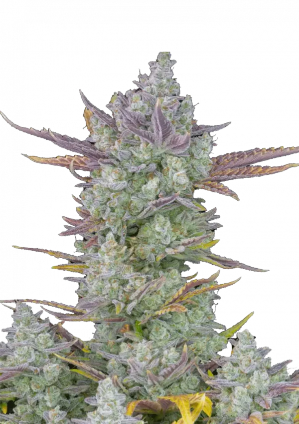 Gorilla Cookies Auto cannabis plant with dense, icy buds dripping in trichomes, exuding a bold mix of diesel and cookie-like aromas in a compact, hybrid structure.