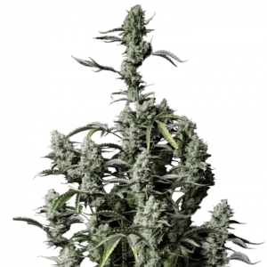 Gorilla Z Auto cannabis plant with fat, frosty buds coated in crystal trichomes, emitting strong citrus-diesel aroma and boasting a perfectly balanced hybrid structure.