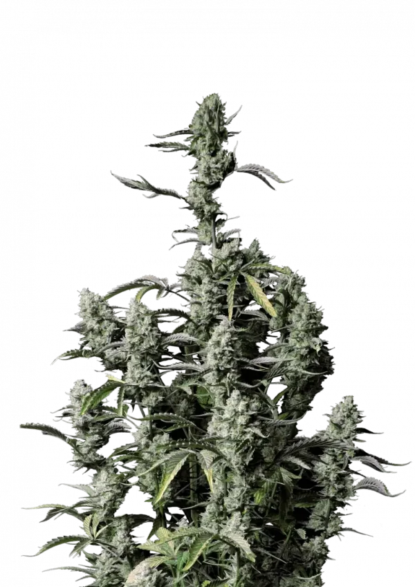 Gorilla Z Auto cannabis plant with fat, frosty buds coated in crystal trichomes, emitting strong citrus-diesel aroma and boasting a perfectly balanced hybrid structure.