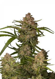 Guava Auto cannabis plant featuring dense, resin-coated buds with vibrant green, pink, and red hues, exuding a sweet tropical aroma and creamy guava flavor.