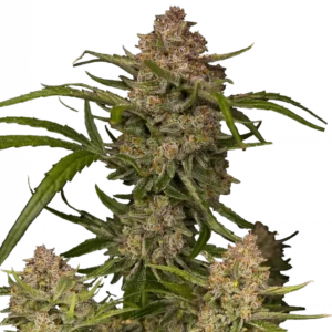 Guava Auto cannabis plant featuring dense, resin-coated buds with vibrant green, pink, and red hues, exuding a sweet tropical aroma and creamy guava flavor.