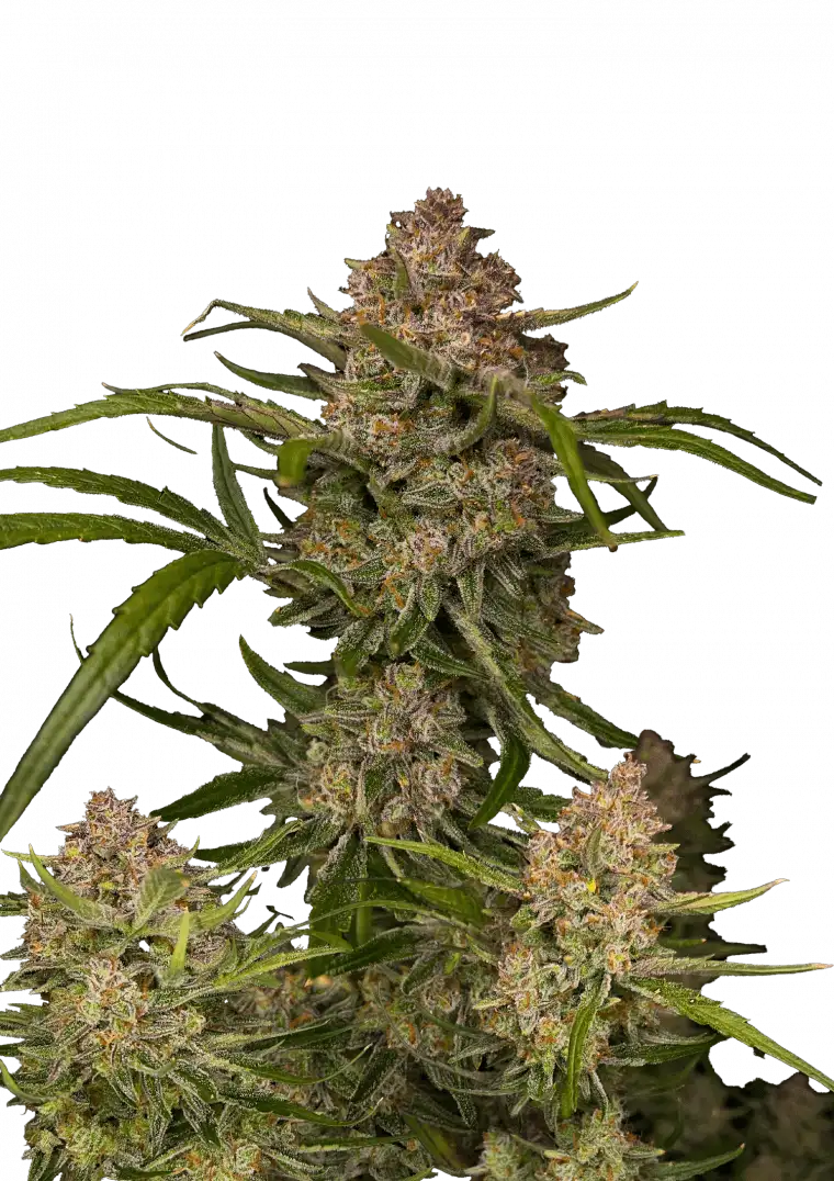 Guava Auto cannabis plant featuring dense, resin-coated buds with vibrant green, pink, and red hues, exuding a sweet tropical aroma and creamy guava flavor.