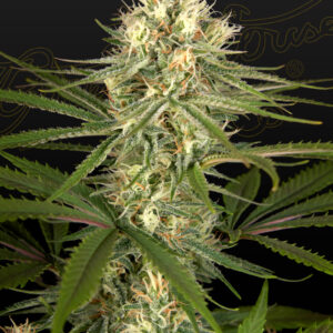 a cannabis plant grown from Hawaiian Snow x Amnesia x Dosidos seeds by green house