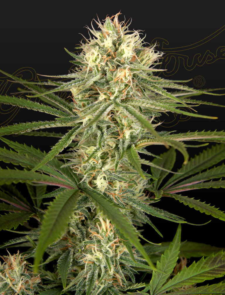 a cannabis plant grown from Hawaiian Snow x Amnesia x Dosidos seeds by green house