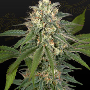 a cannabis plant grown from Hawaiian Snow x Amnesia x Face Off seeds by green house