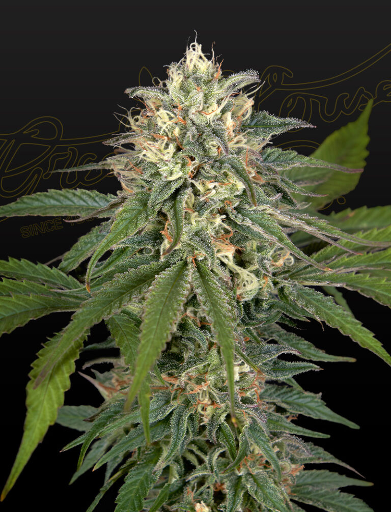 a cannabis plant grown from Hawaiian Snow x Amnesia x Face Off seeds by green house