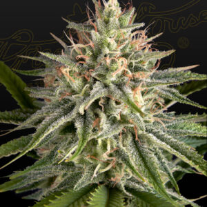 a cannabis plant grown by Hawaiian Snow x Sour Banana seeds by green house