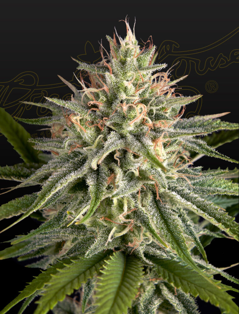 a cannabis plant grown by Hawaiian Snow x Sour Banana seeds by green house