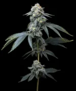 A cannabis plant grown from Jealousy seeds by Barney's Farm, showcasing dense, resin-rich buds with a thick trichome coating.