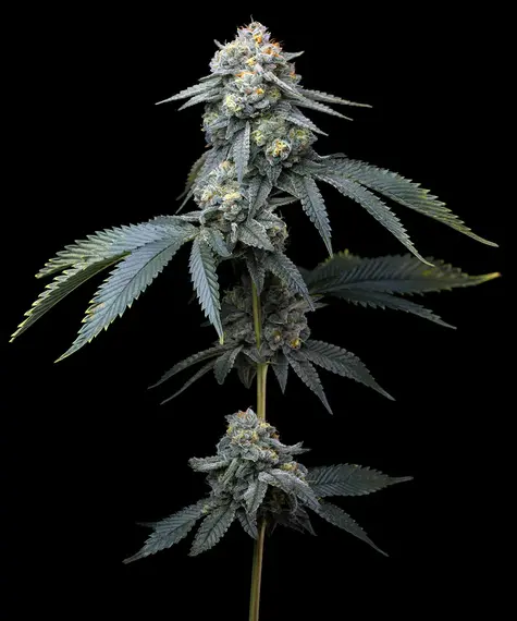 A cannabis plant grown from Jealousy seeds by Barney's Farm, showcasing dense, resin-rich buds with a thick trichome coating.