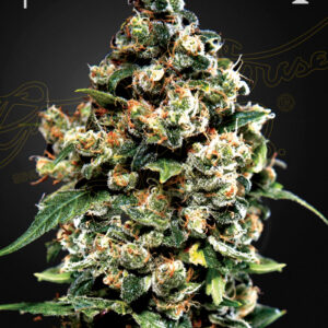 a cannabis plant grown from Jack Hererseeds by green house seeds