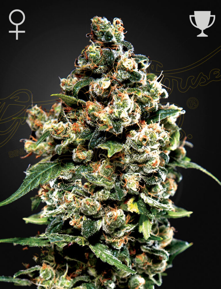 a cannabis plant grown from Jack Hererseeds by green house seeds