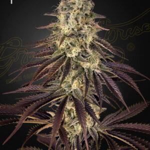 a cannabis plant grown by Kong's Krush seeds by Green house Company