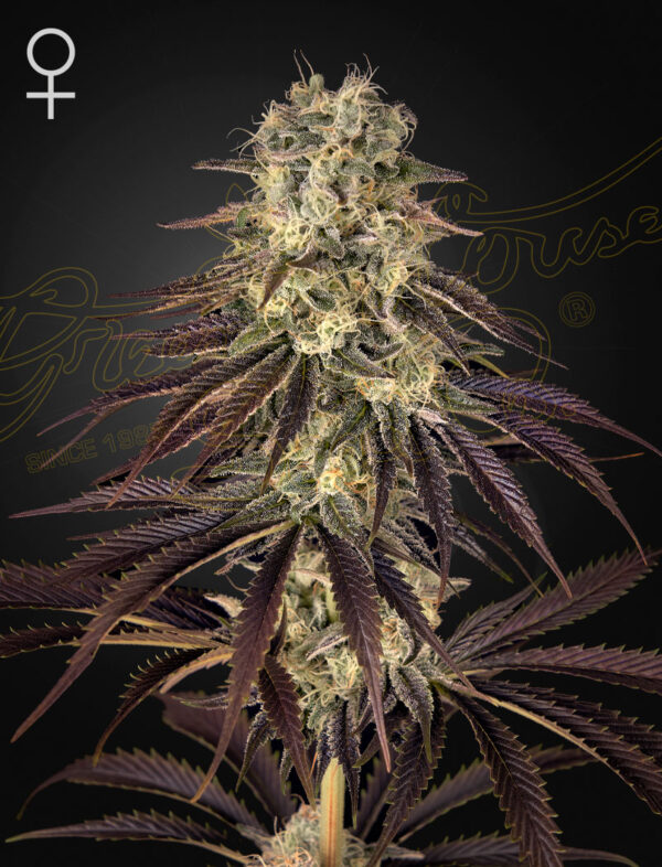 a cannabis plant grown by Kong's Krush seeds by Green house Company