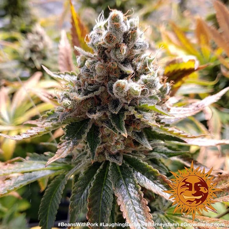 A cannabis plant grown from Laughing Buddha seeds by Barney's Farm Company.