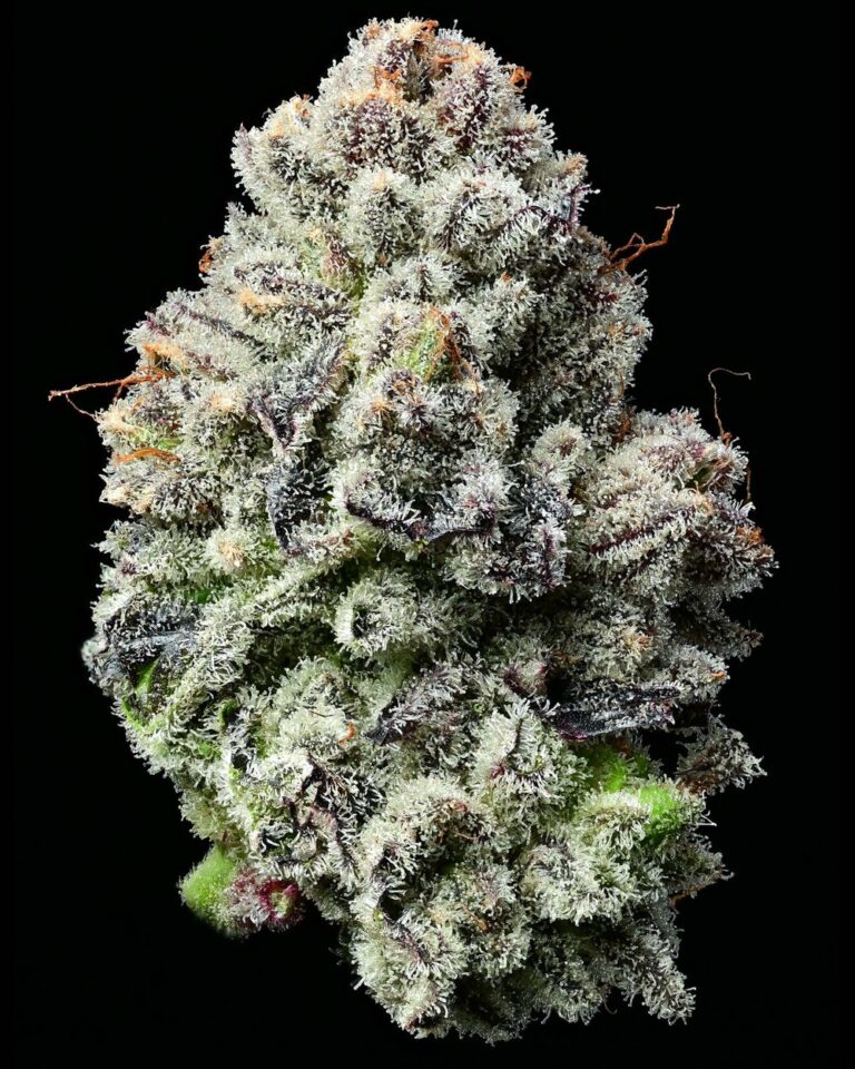 a cannabis plant grown from Lemon Cherry Gelato seeds by barneys farm company