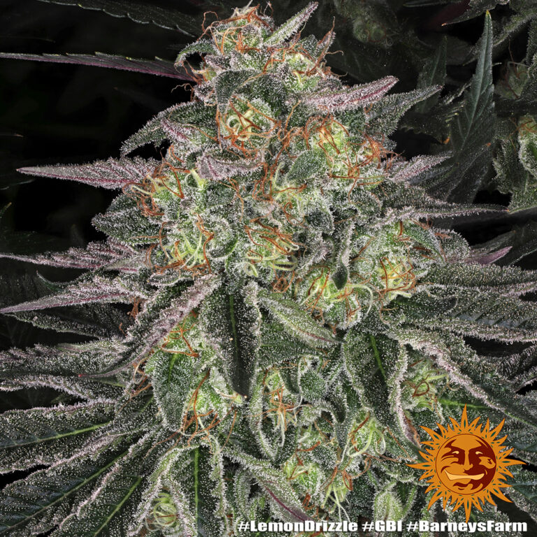 A cannabis plant grown from Lemon Drizzle seeds by Barney's Farm, showcasing dense, resin-rich buds with vibrant green hues and a thick trichome coating.