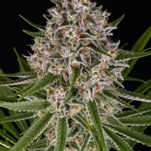 A cannabis plant grown from Lemon Haze Auto seeds by Barney's Farm, showcasing dense, trichome-rich buds with vibrant green hues and a compact structure.