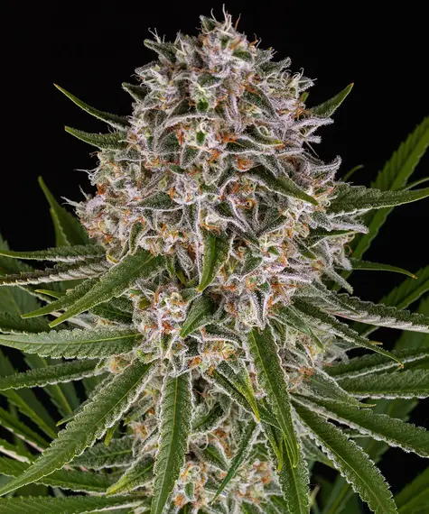 A cannabis plant grown from Lemon Haze Auto seeds by Barney's Farm, showcasing dense, trichome-rich buds with vibrant green hues and a compact structure.
