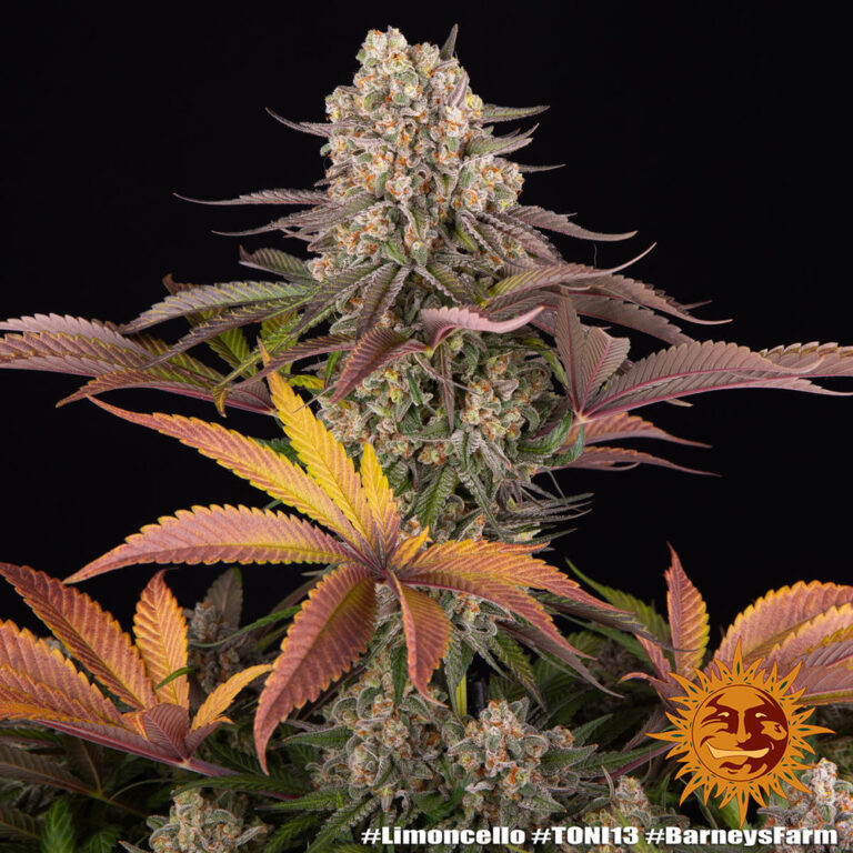 A cannabis plant grown from Limoncello seeds by Barney's Farm Company.
